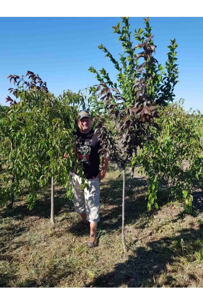 Саджанці в полі - садовий центр проксіма